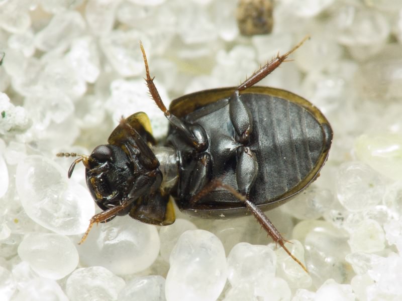 Anacaena limbata (Fabricius, 1792)